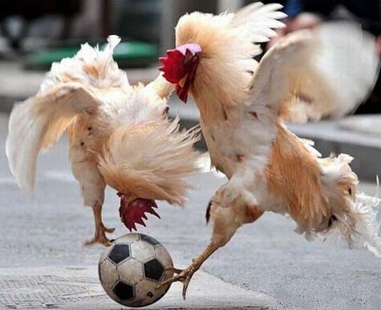 Real Soccer